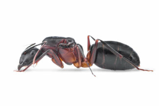 Camponotus-barbaricus.jpg