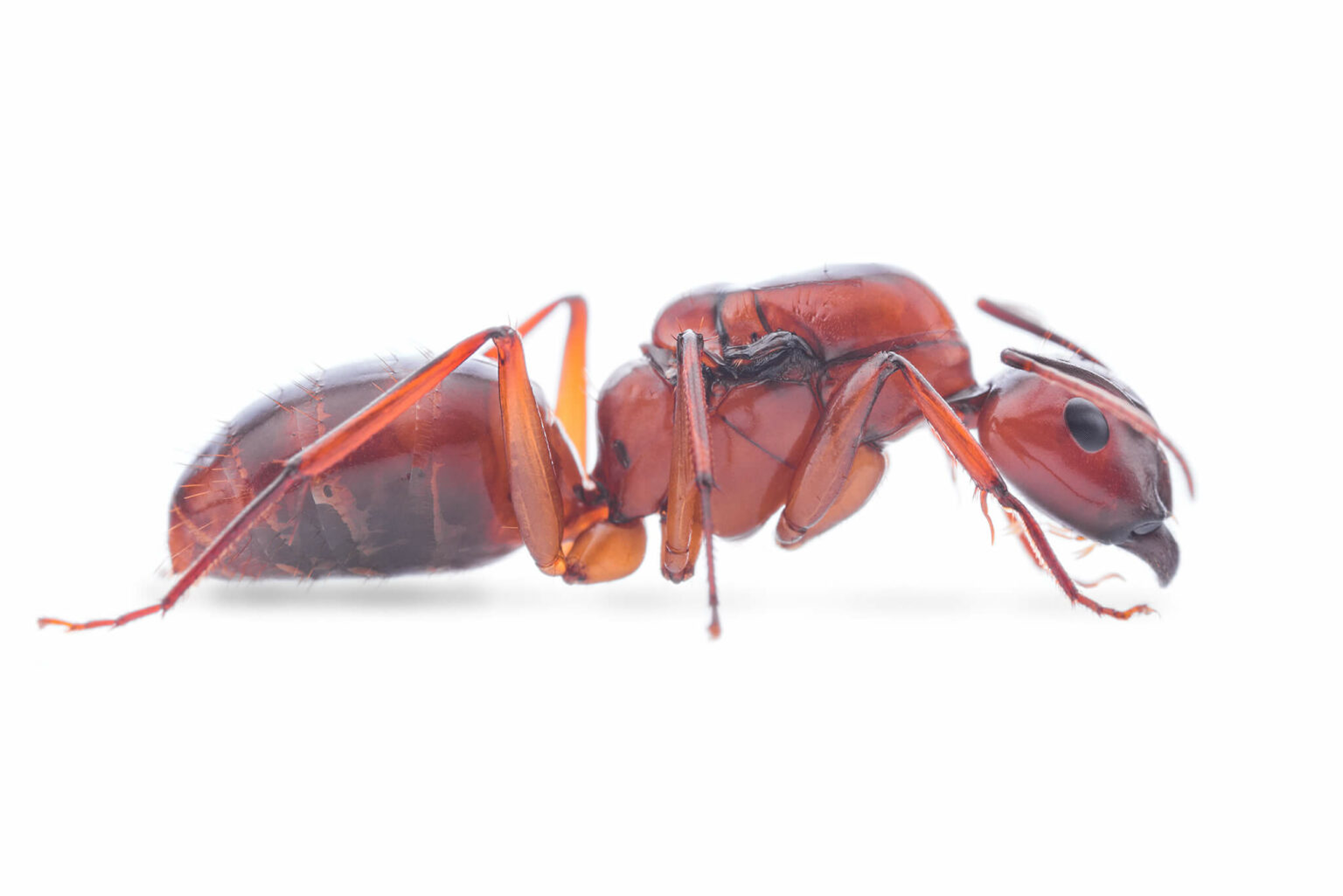 Camponotus castaneus – AntSatan