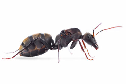 Camponotus-cosmicus.jpg