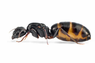 Camponotus Fallax.jpg