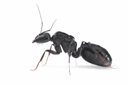 Camponotus Foreli.jpg