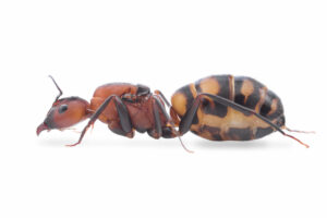 Camponotus Habereri.jpg