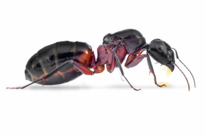 Camponotus Ligniperda.jpg