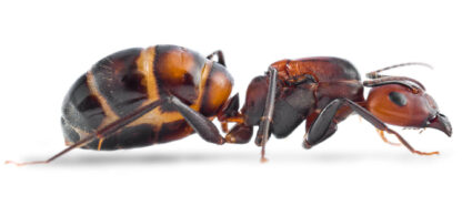 Camponotus Nicobarensis E1565714096206.jpg