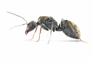 Camponotus Parius.jpg