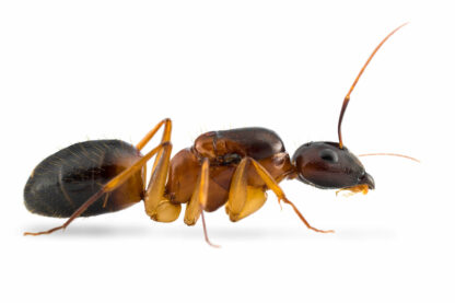 Camponotus Pseudoirrytans 1.jpg