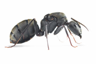 Camponotus Pseudolendus.jpg
