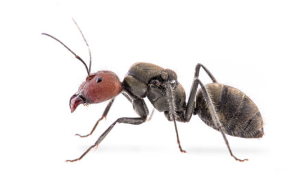 Camponotus Singularis Queen White1