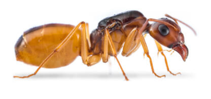 Camponotus Turcestanus E1565714487515.jpg