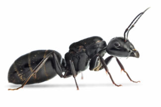 Camponotus Vagus.jpg