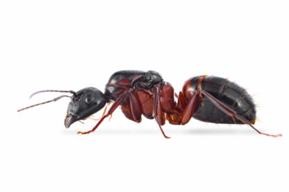 Camponotus Vicinus.jpg