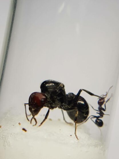 Messor cephalotes – AntSatan