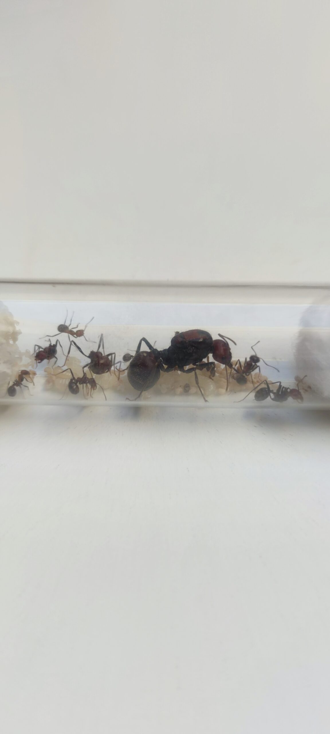 Messor cephalotes - Image 2