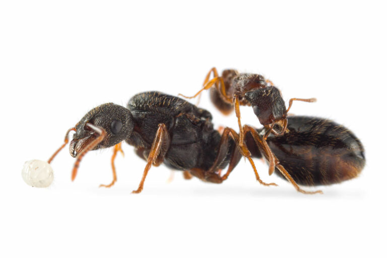 Strongylognathus testaceus + Tetramorium caespitum – AntSatan