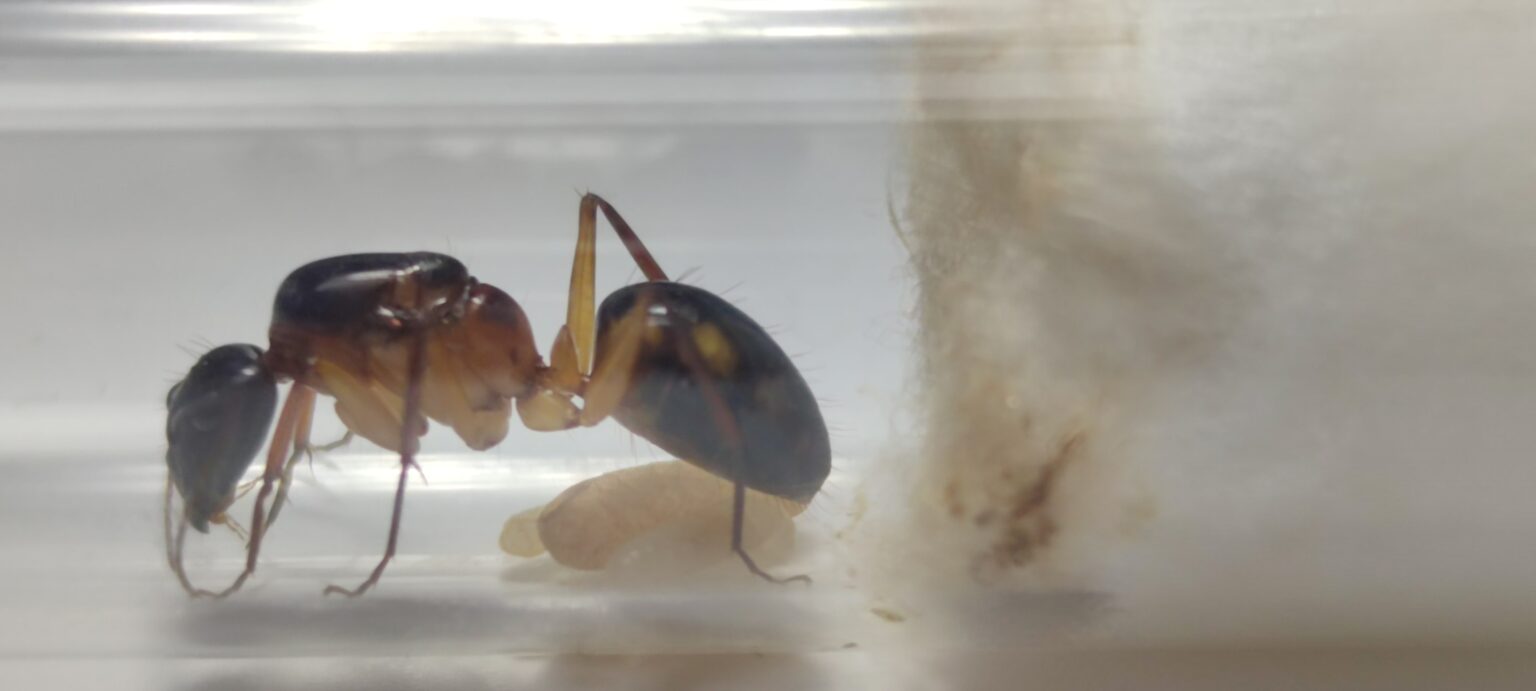 Camponotus maculatus – AntSatan