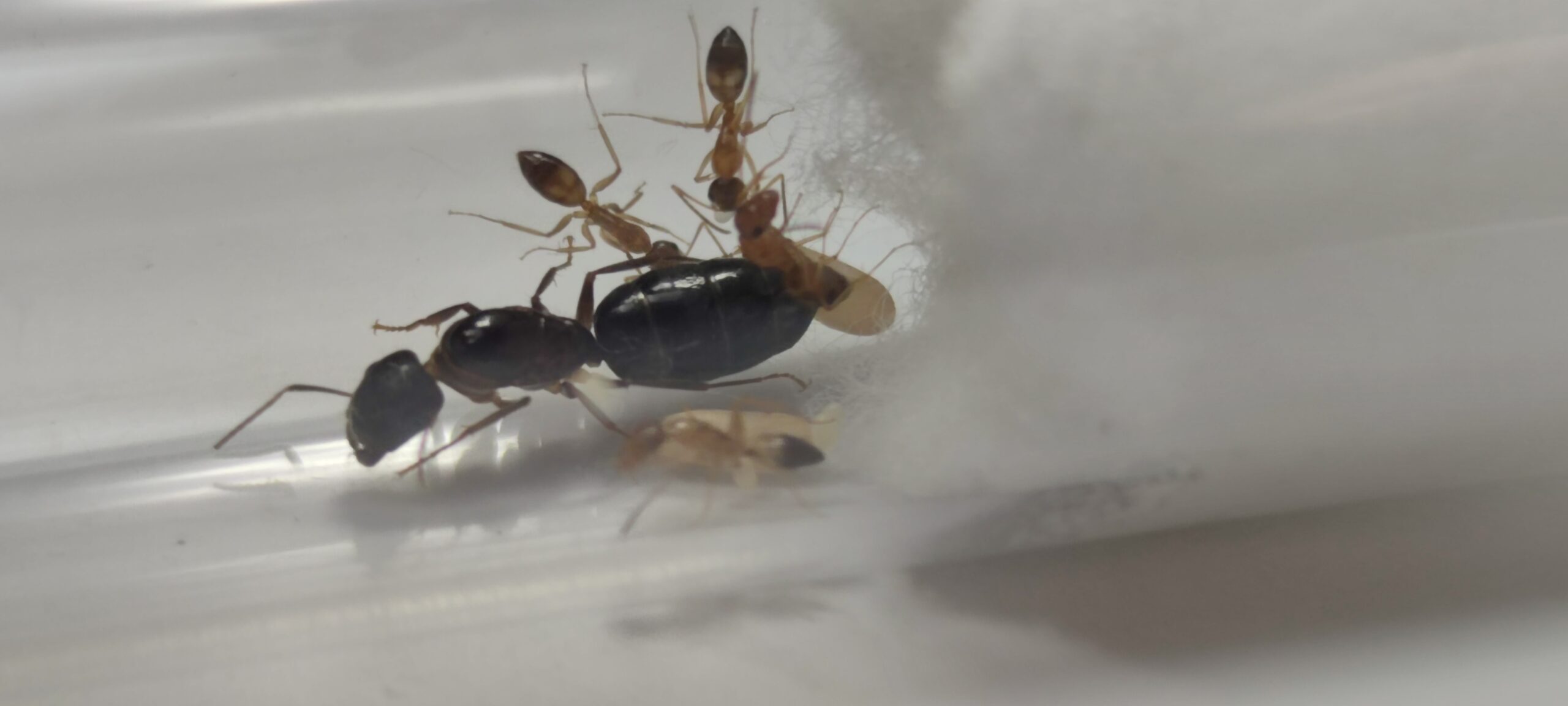 Camponotus albosparsus