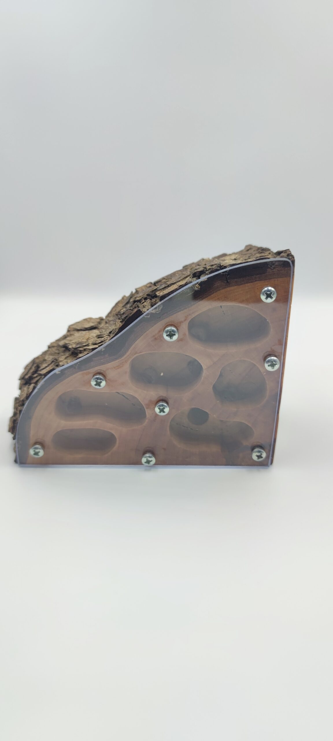 Wooden nest – apple tree 18