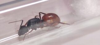 Camponotus Ca02
