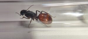 Camponotus Ca02 A