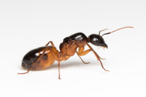 Camponotus Sanctus