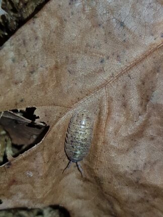 Armadillidium badium Sicilia calico