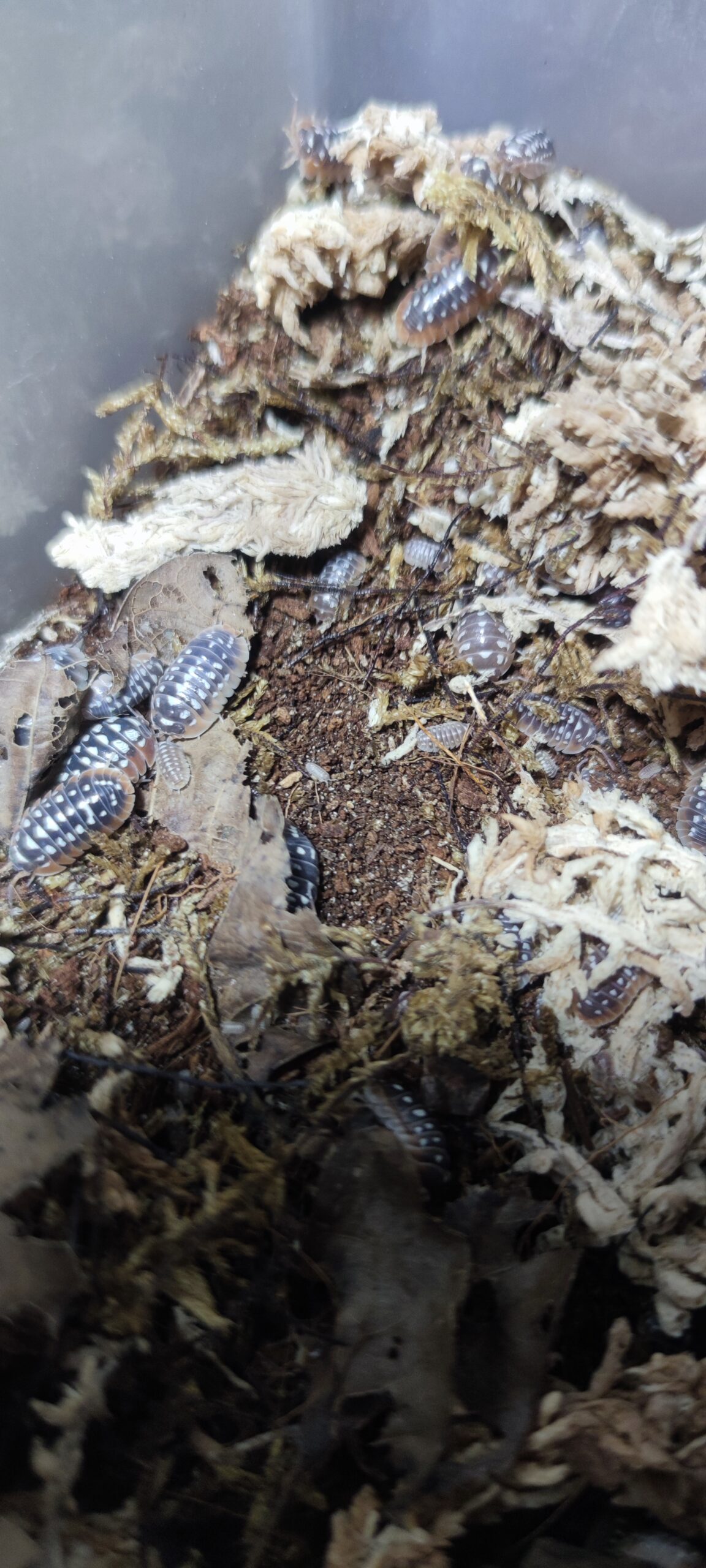 Armadillidium Cetinjense