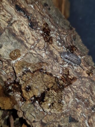 Armadillidium corcyraeum silver