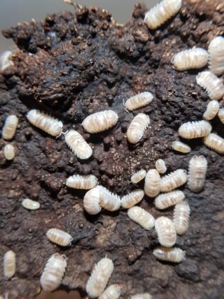 Armadillidium espanyoli marbleized