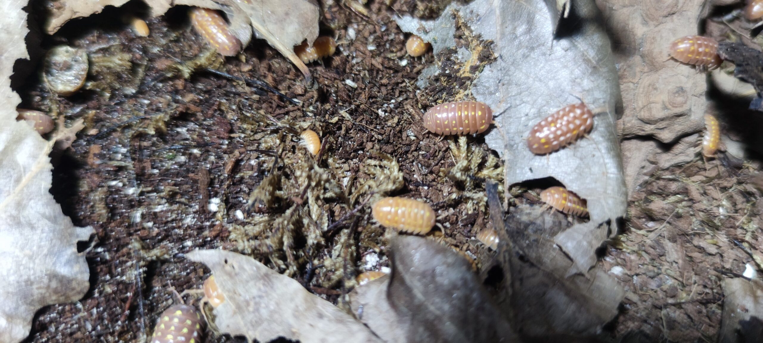 Armadillidium Frontetriangulum Orange