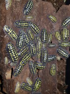 Armadillidium gestroi