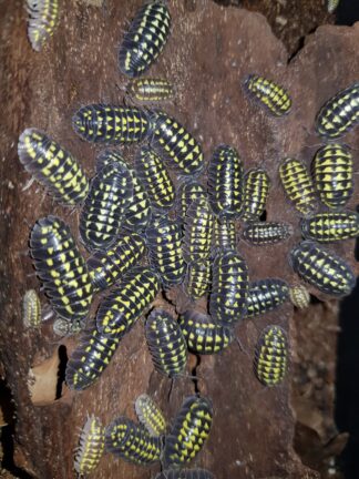 Armadillidium gestroi
