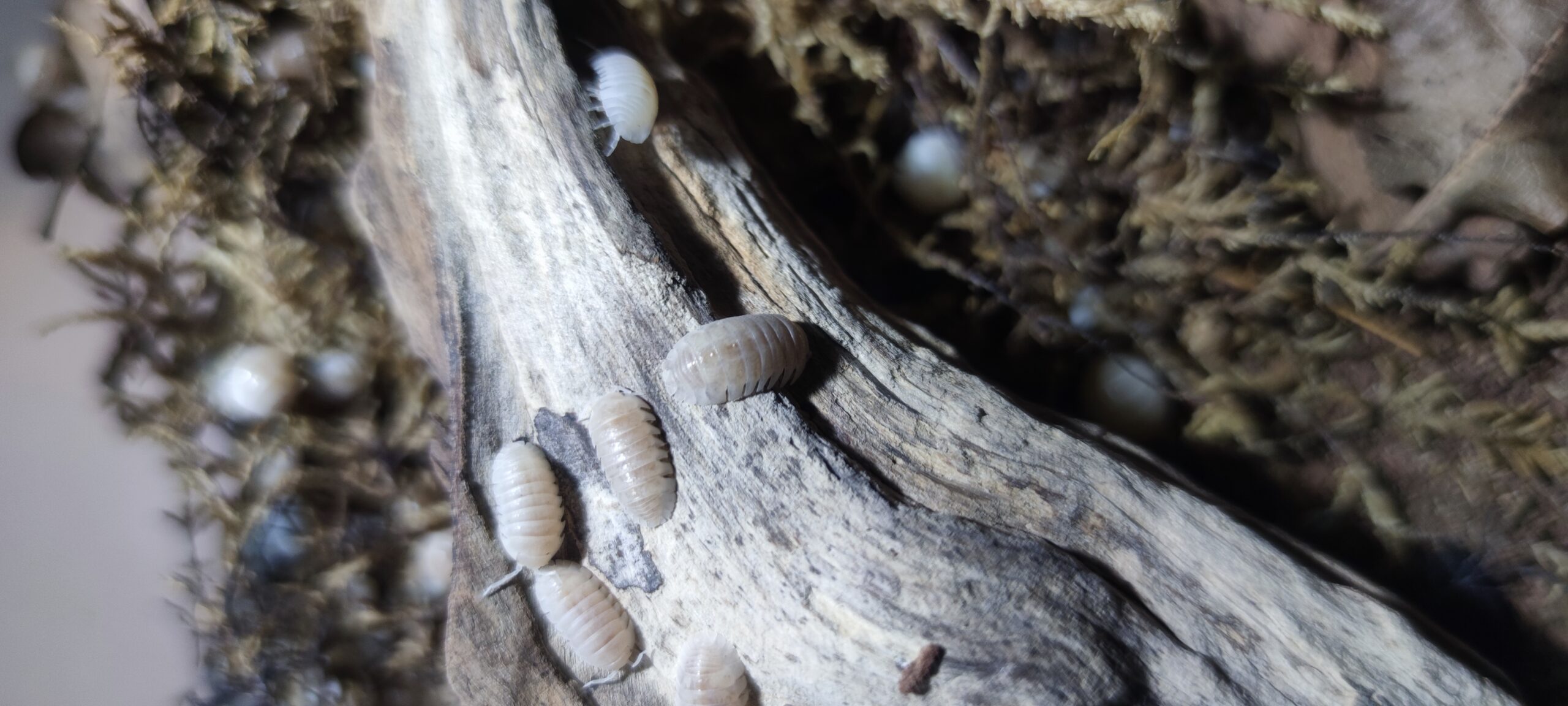 Armadillidium Granulatum Pearl