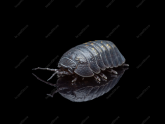 Armadillidium Granulatum Front Water