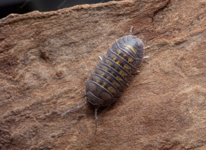 Armadillidium Granulatum Top Water