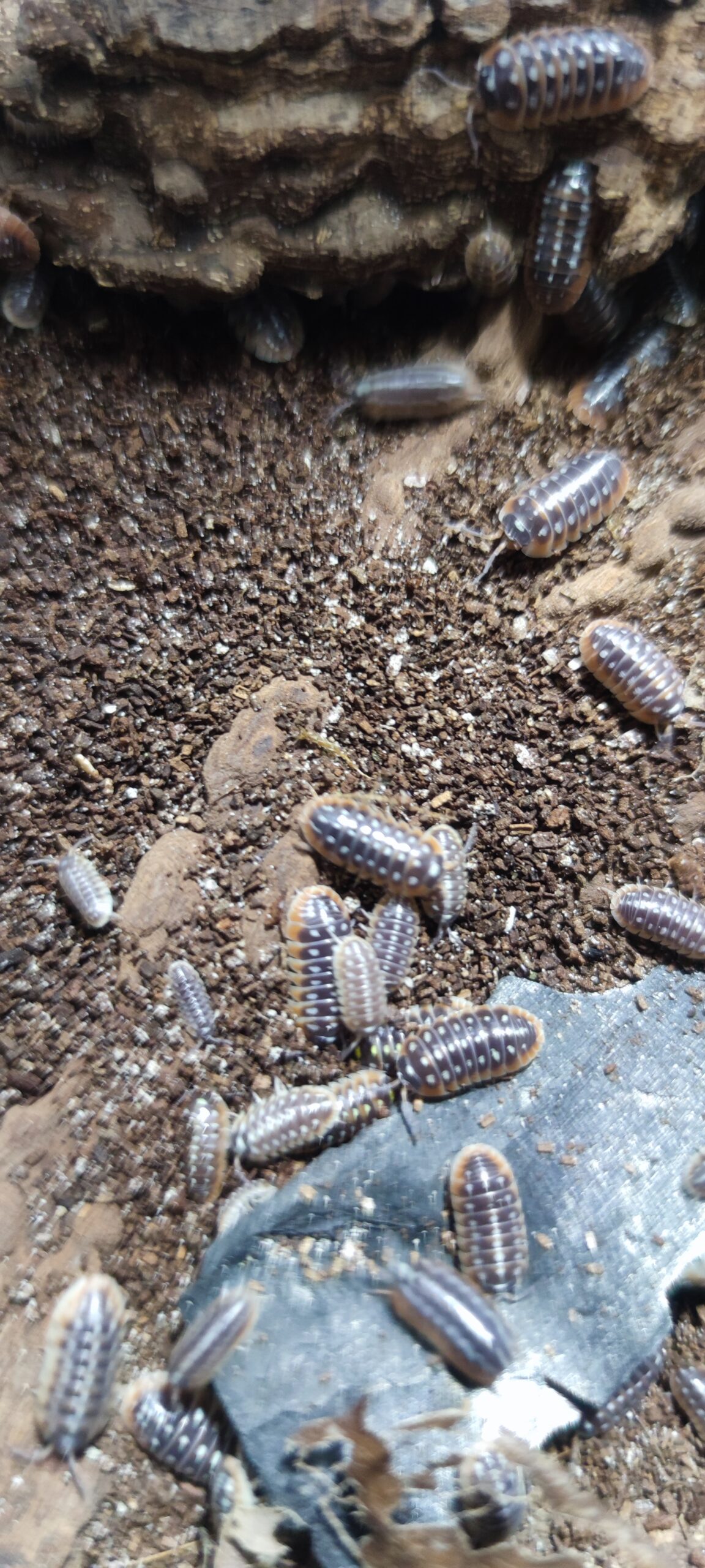 Armadillidium Klugii