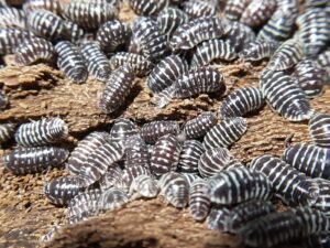 Armadillidium maculatum