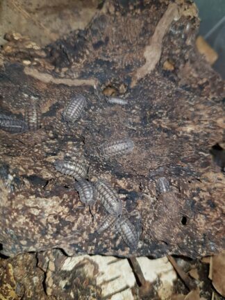 Armadillidium nasatum