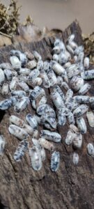 Armadillidium Nasatum Dalmatian