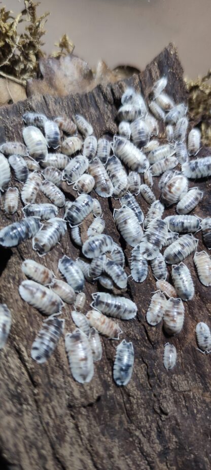 Armadillidium Nasatum Dalmatian