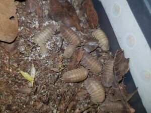 Armadillidium scaberrimum