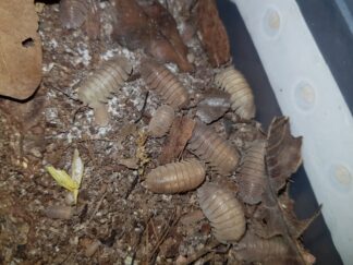 Armadillidium scaberrimum