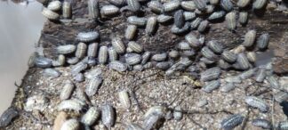 Armadillidium Vallombrosae