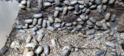 Armadillidium Vallombrosae
