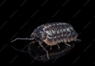 Armadillidium Versicolor Front Water