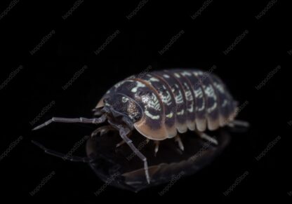 Armadillidium Versicolor Front Water