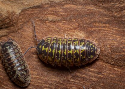 Armadillidium Versicolor Top Water