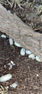 Armadillidium Vulgare Magic Potion