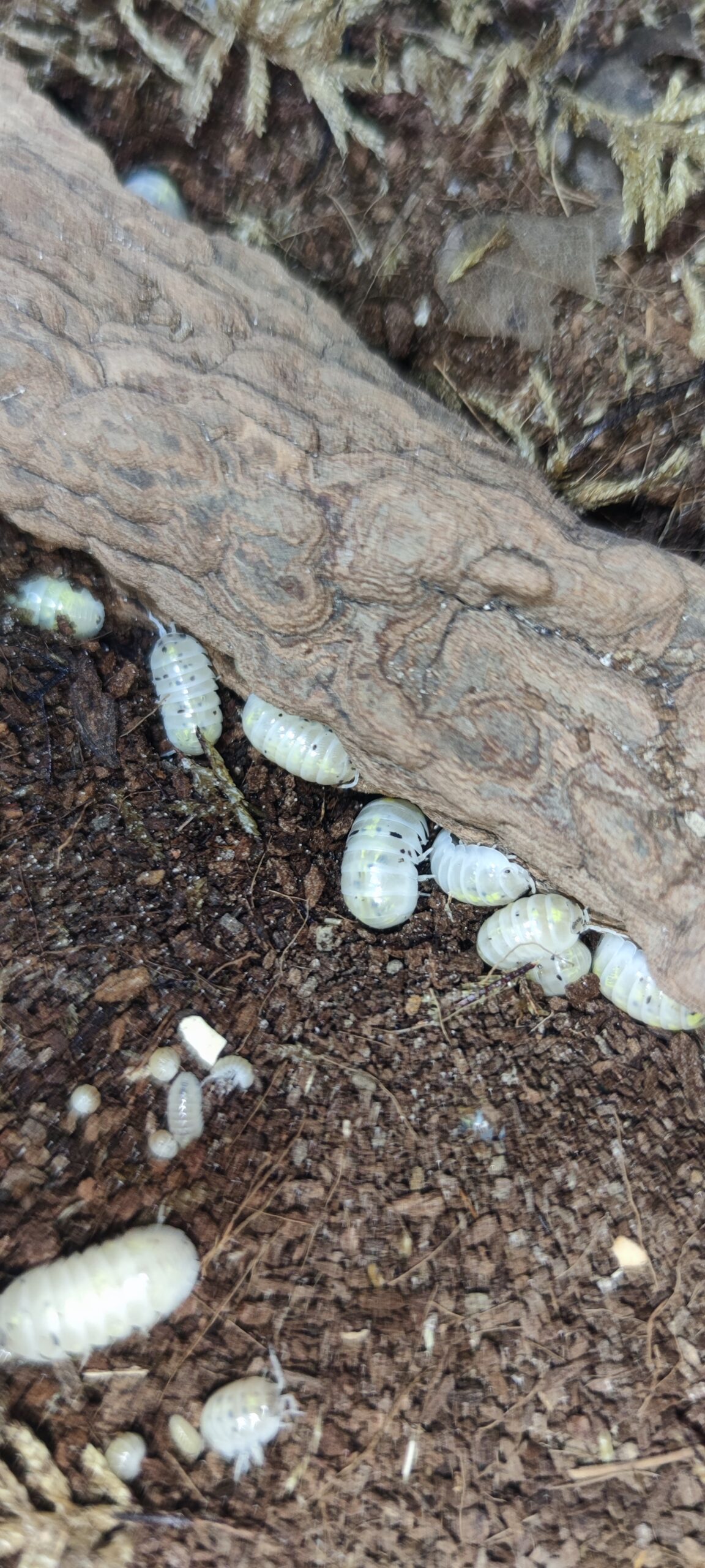 Armadillidium Vulgare Magic Potion