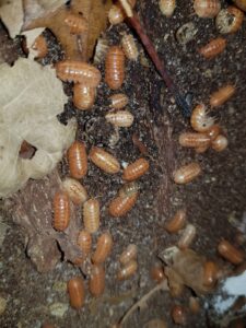 Armadillidium vulgare Tangerine