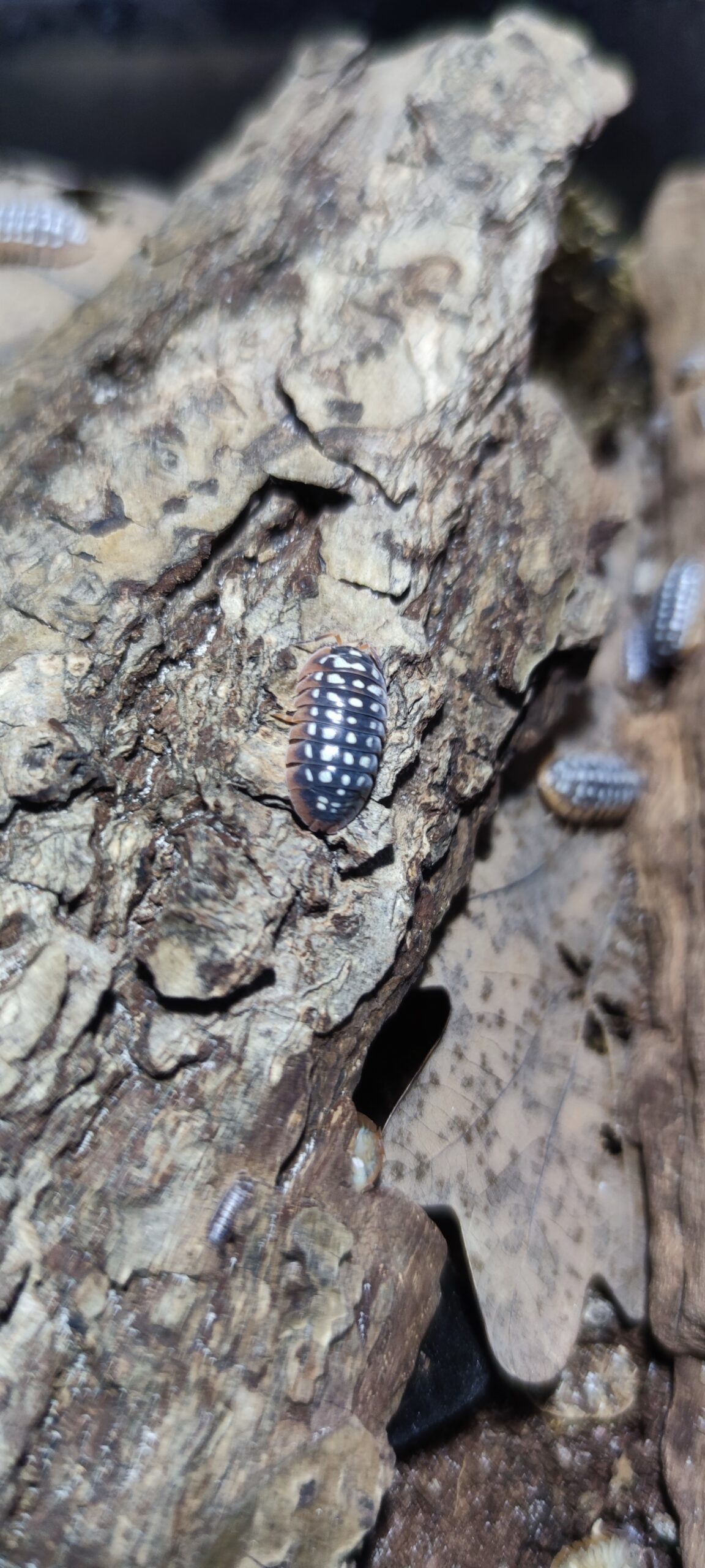 Armadillidium Werneri